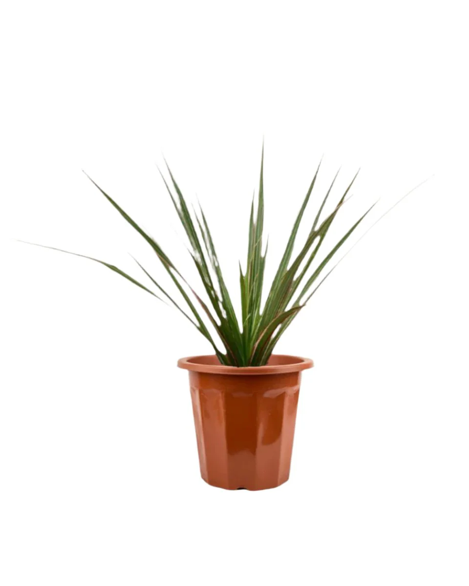 Dracaena Bicolour - Small - Image 12