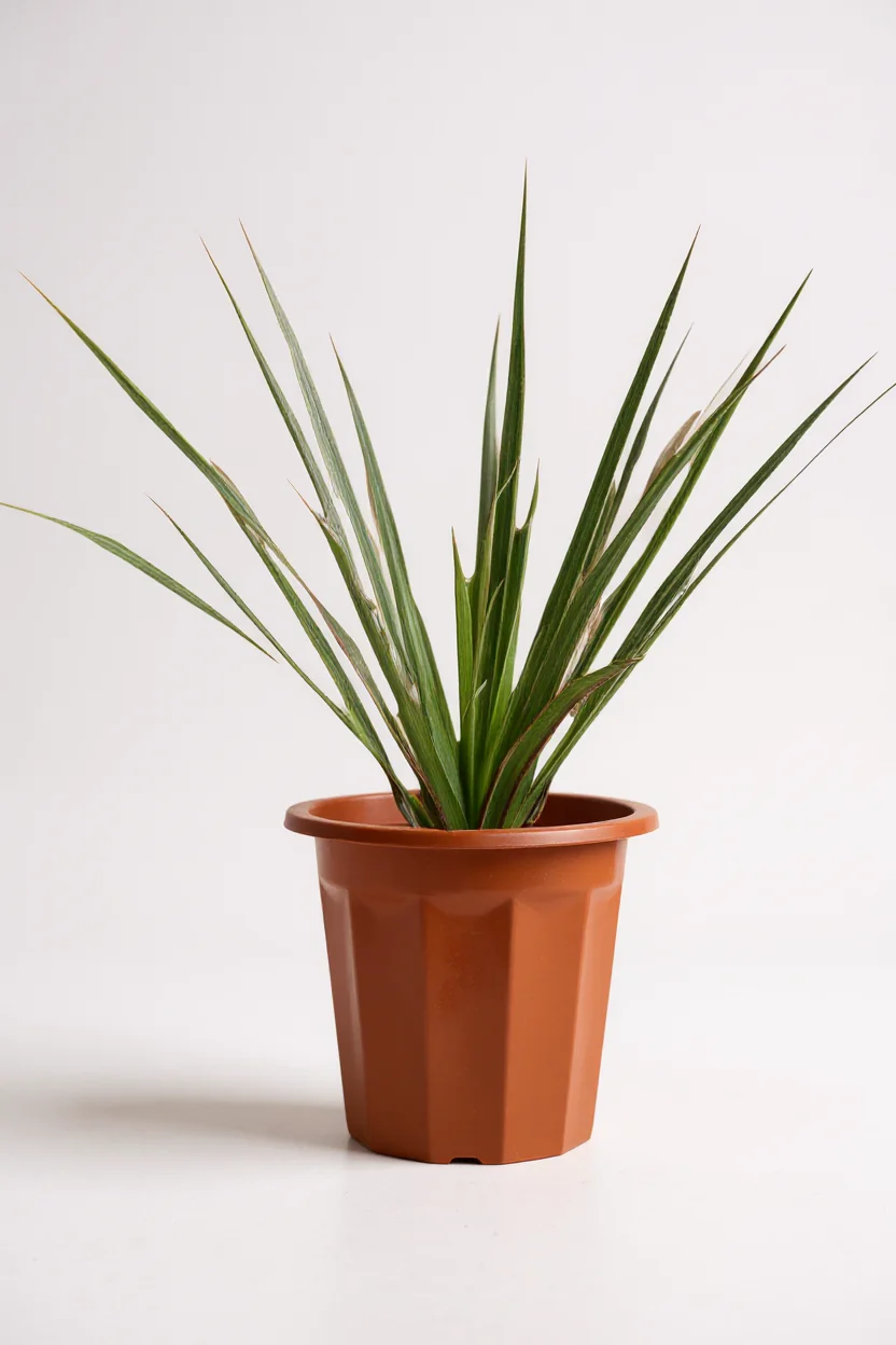 Dracaena Bicolour - Small - Image 5