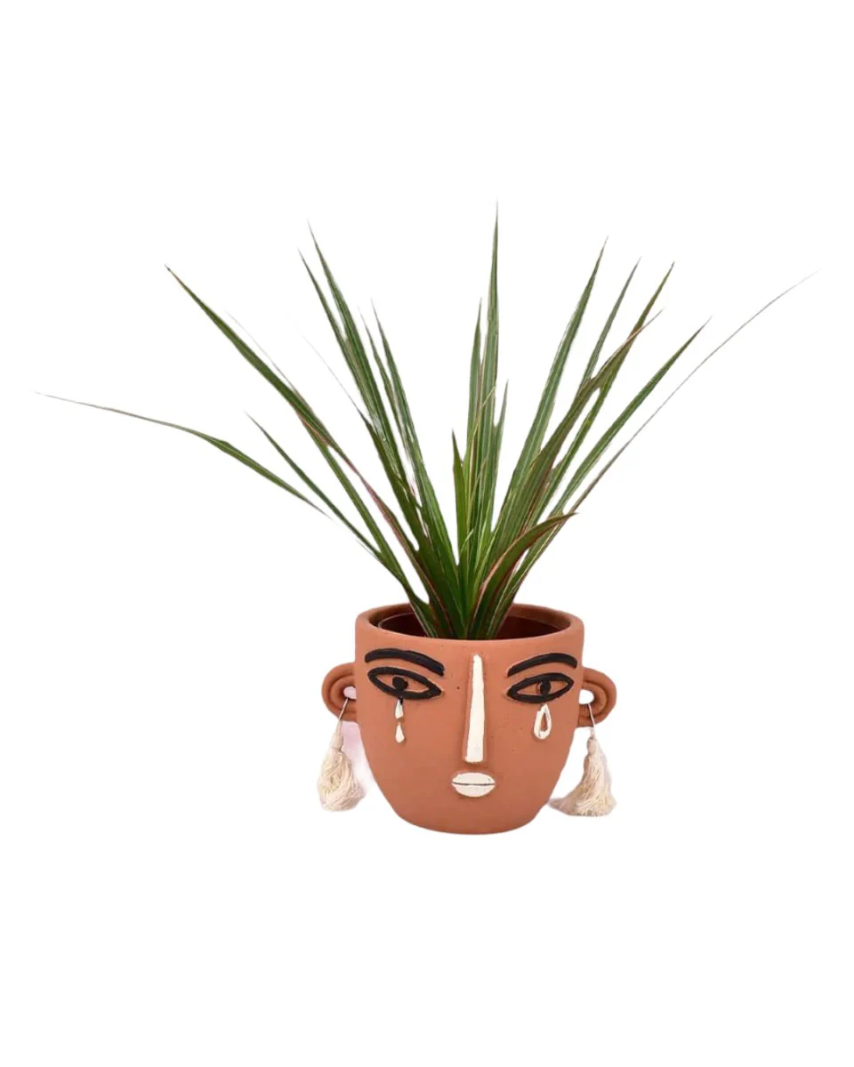 Dracaena Bicolour - Small - Image 6