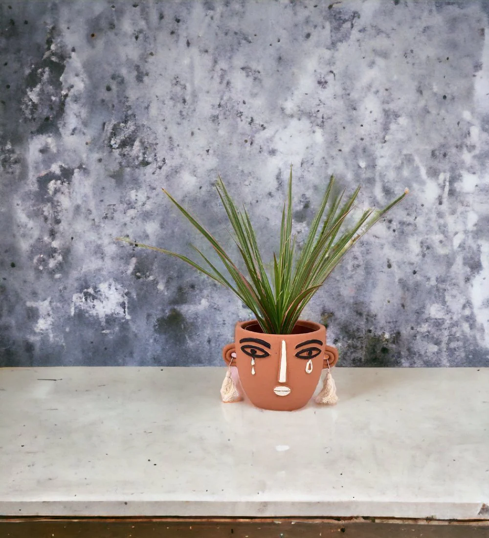 Dracaena Bicolour - Small - Image 7