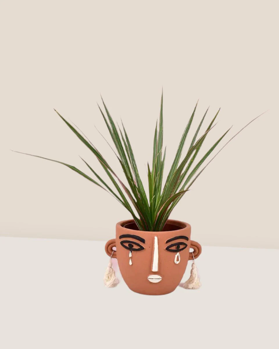 Dracaena Bicolour - Small - Image 8