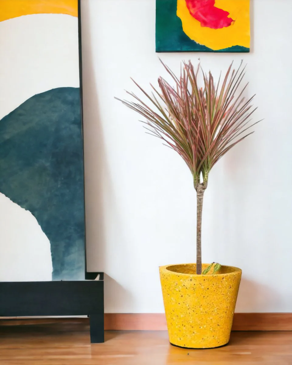 Dracaena Bicolour - Image 10