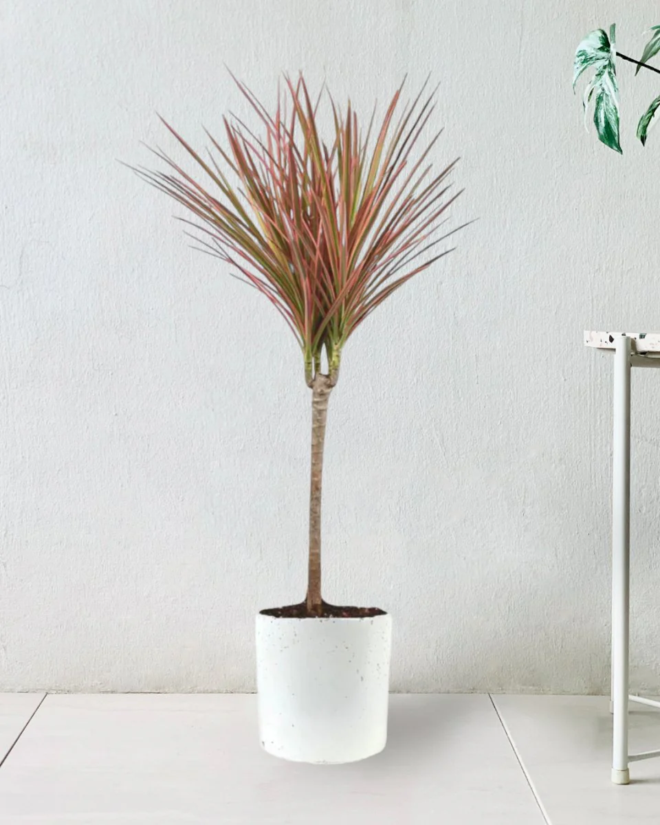 Dracaena Bicolour - Image 11