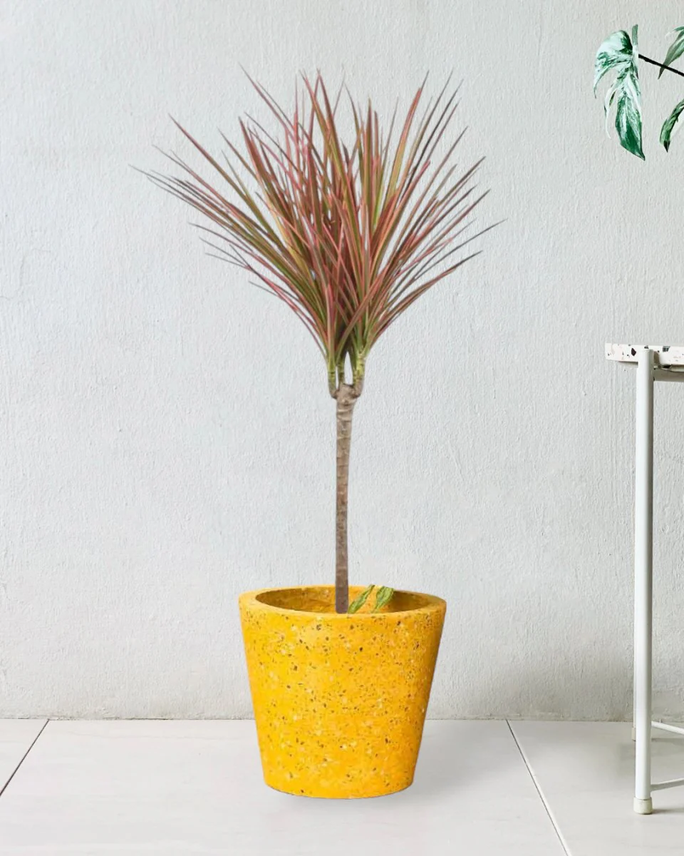 Dracaena Bicolour - Image 12