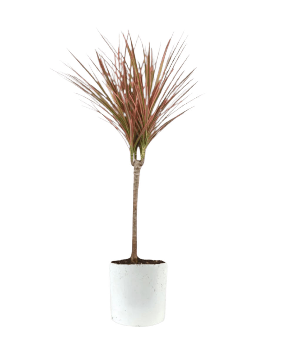 Dracaena Bicolour - Image 13