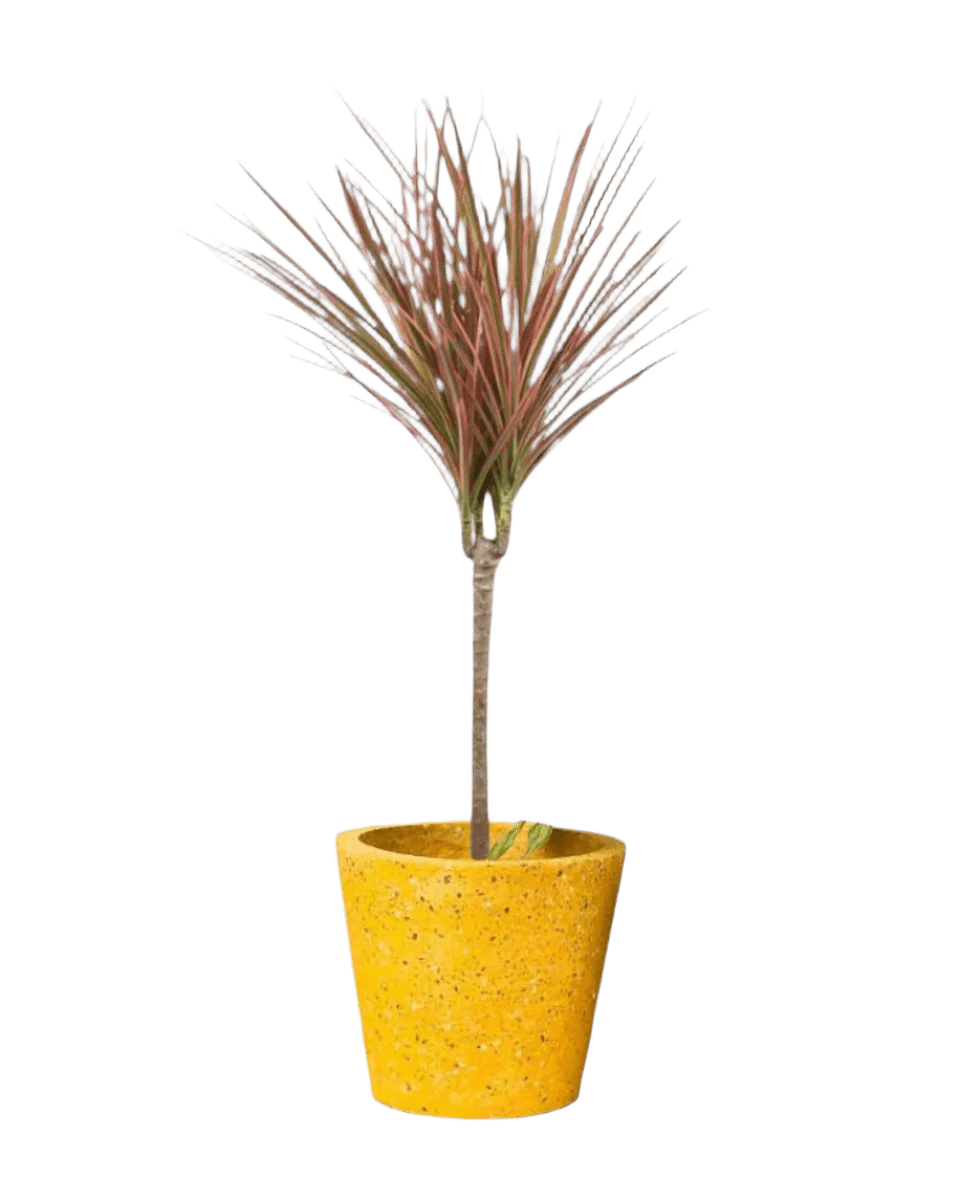 Dracaena Bicolour - Image 14