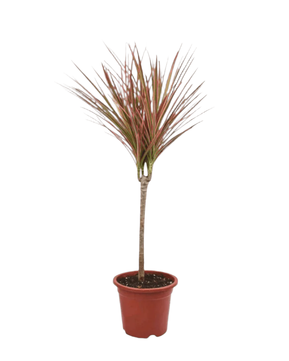 Dracaena Bicolour - Image 15