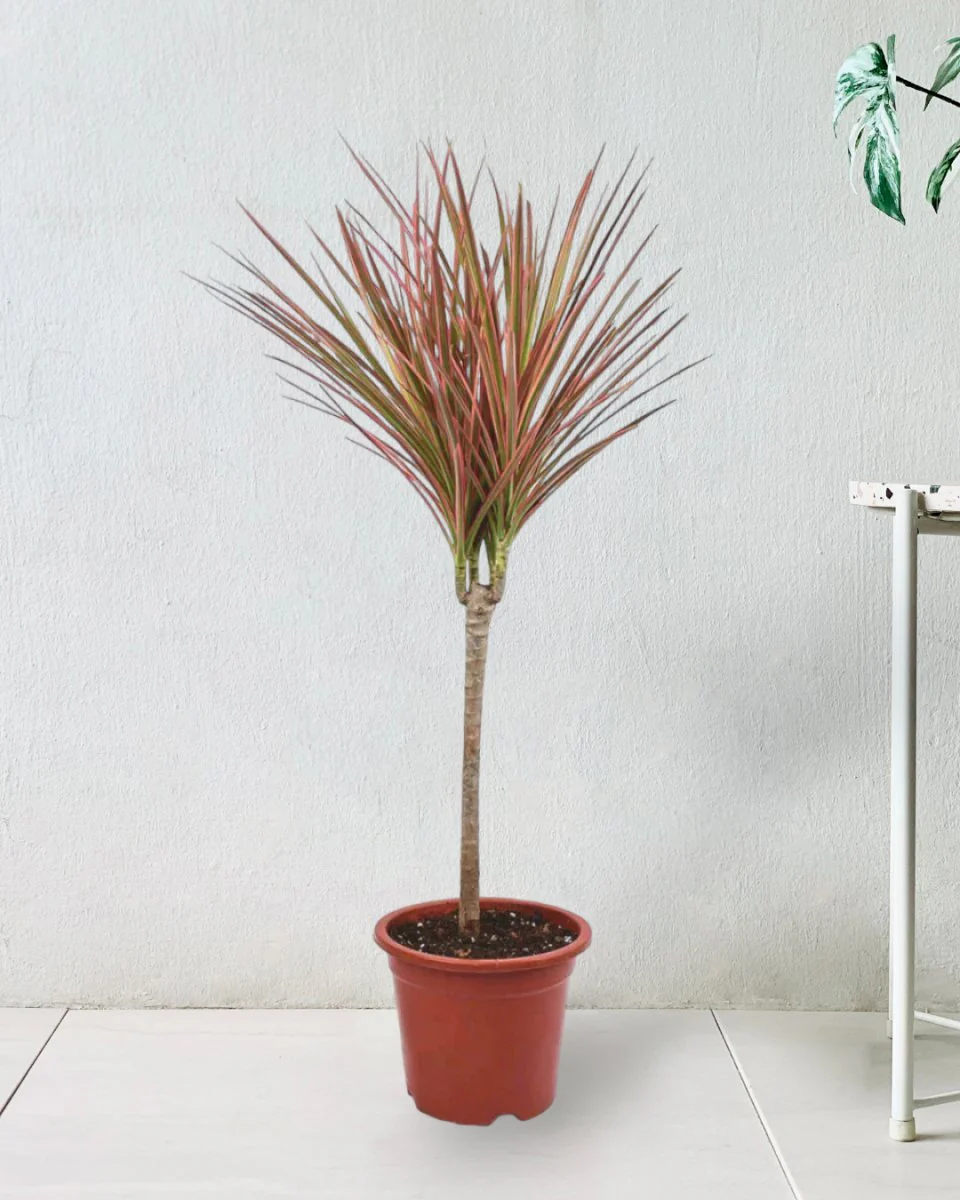 Dracaena Bicolour - Image 16