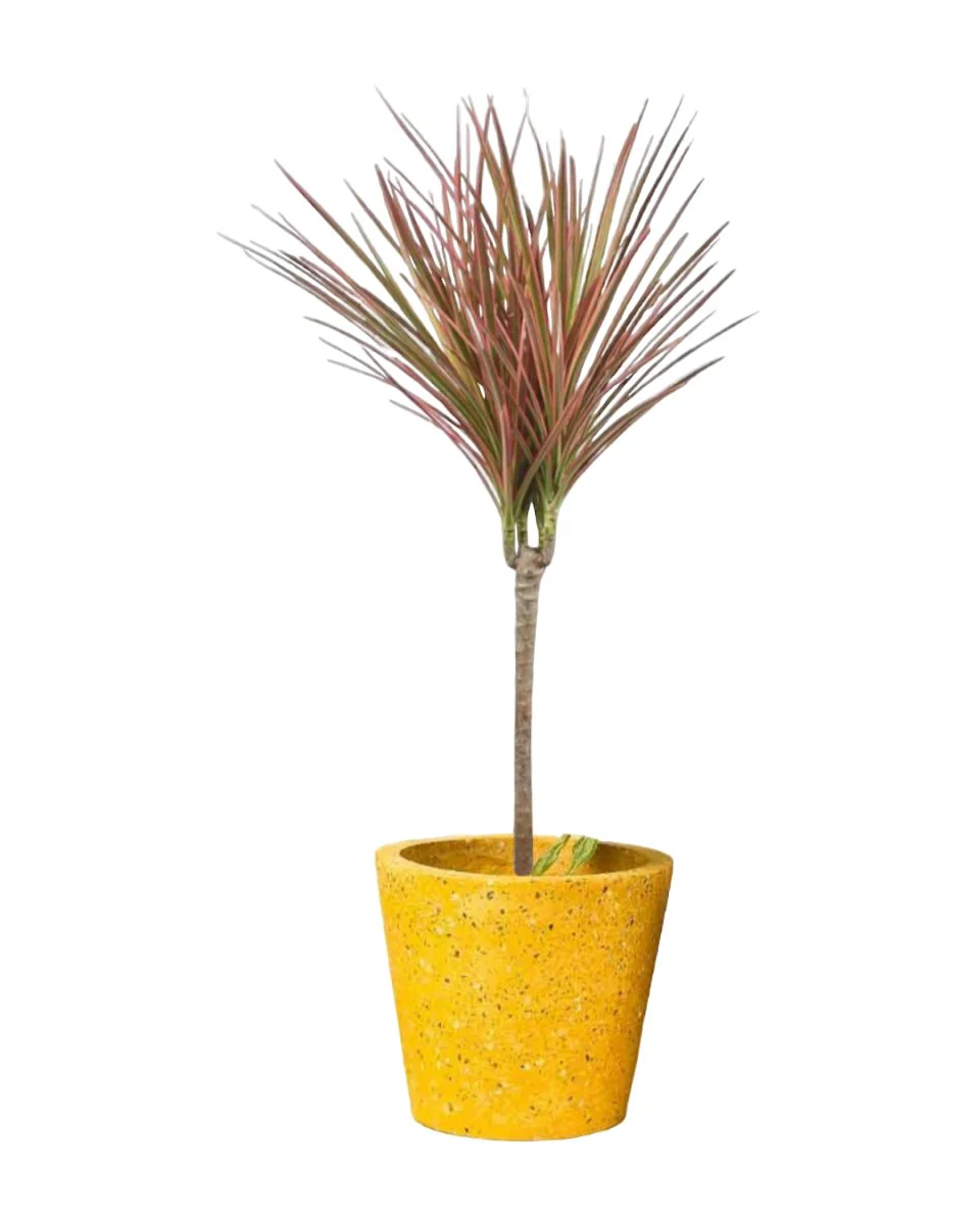 Dracaena Bicolour - Image 3