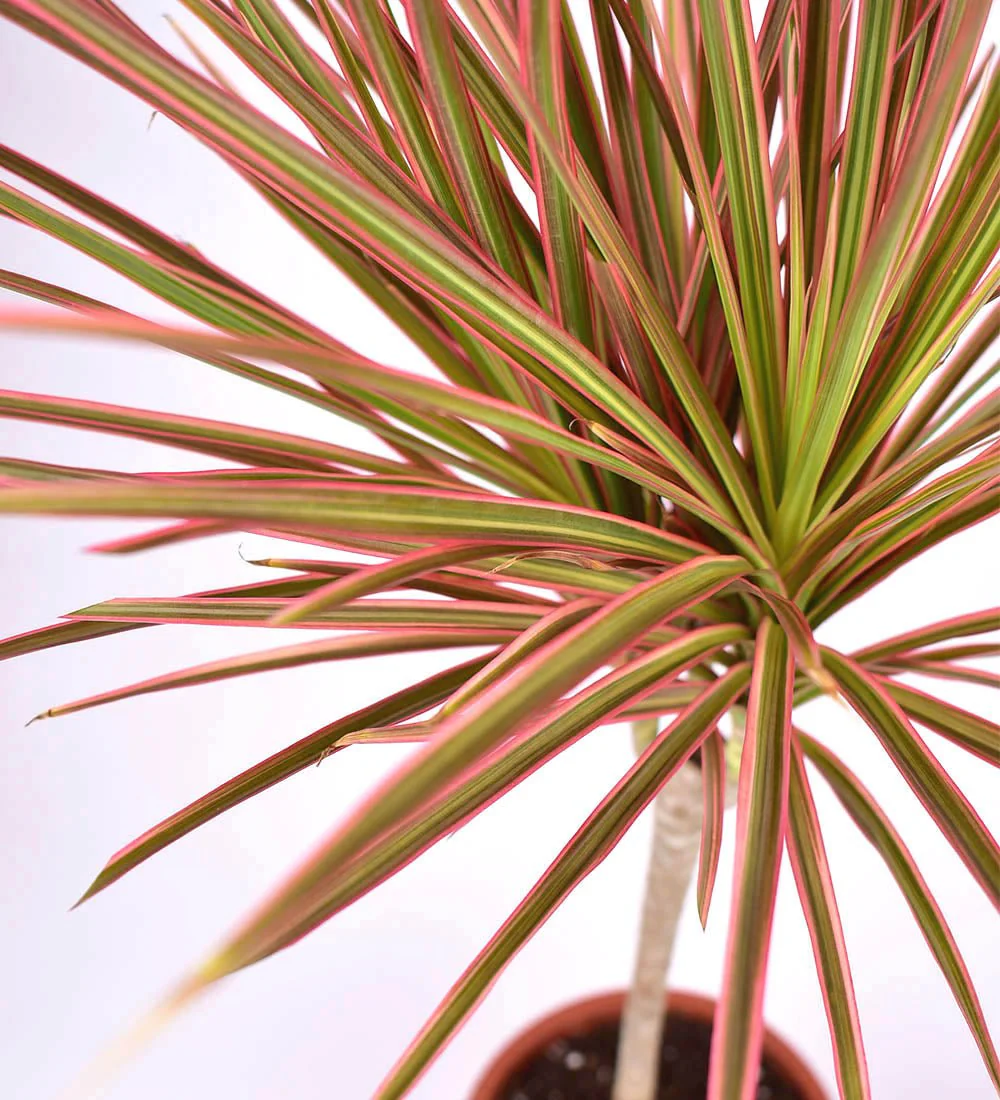 Dracaena Bicolour - Image 7