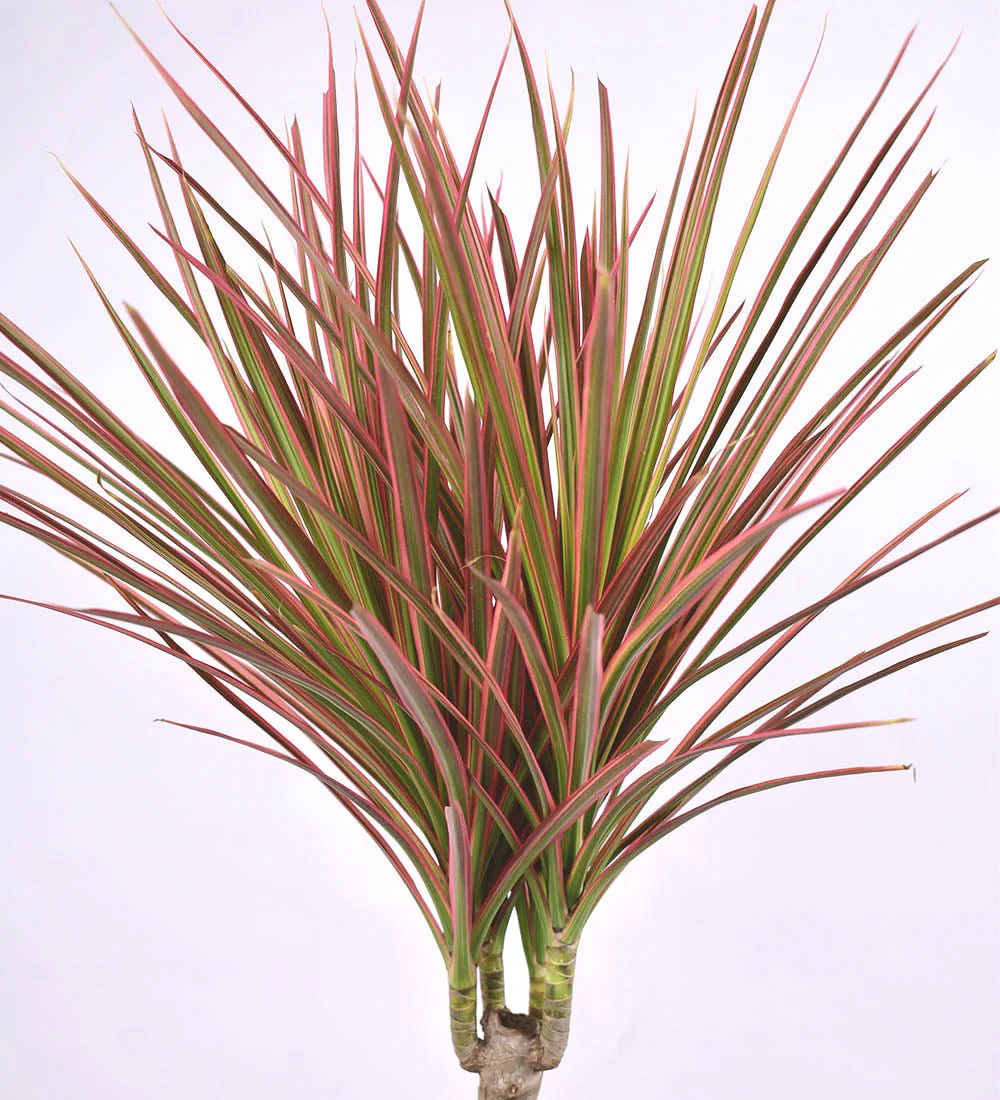Dracaena Bicolour - Image 8