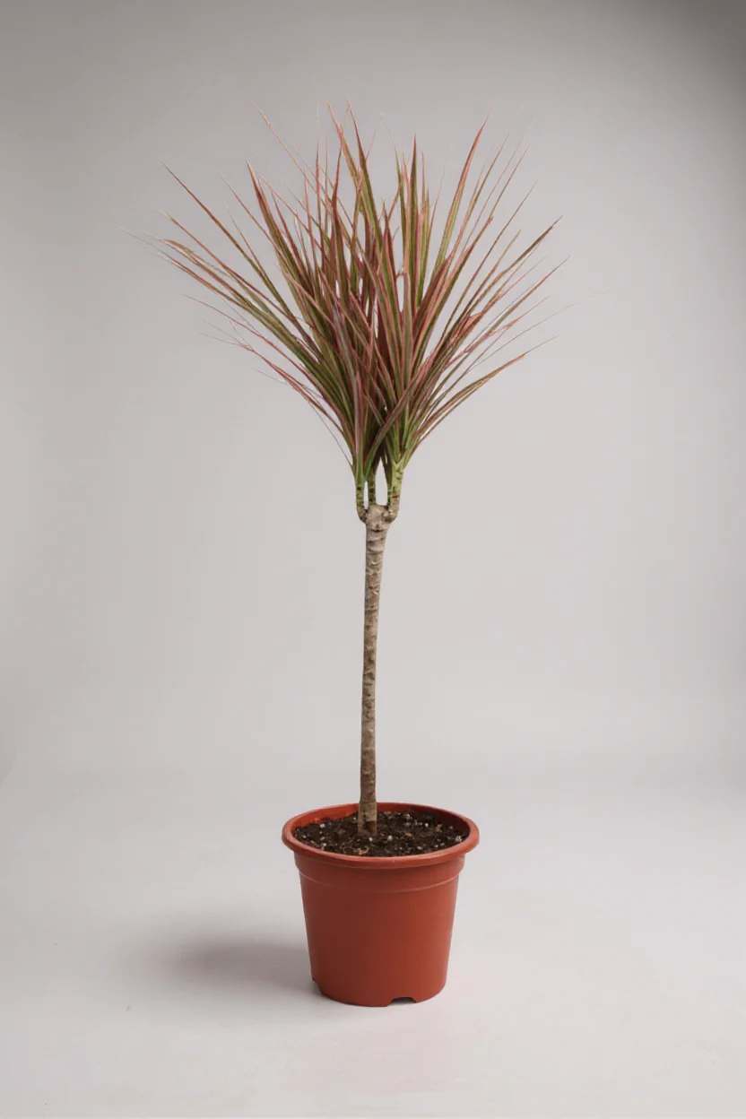 Dracaena Bicolour - Image 9