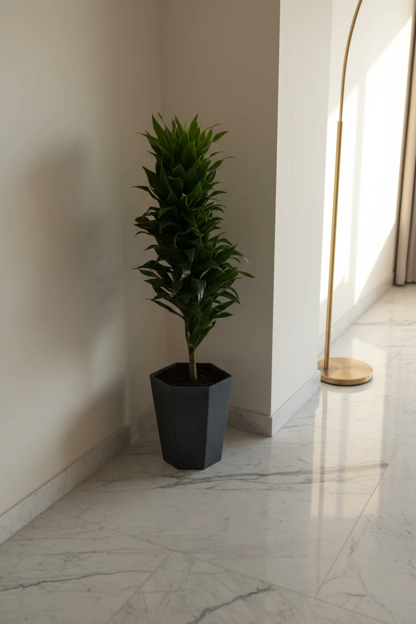 Dracaena Compacta - Image 6