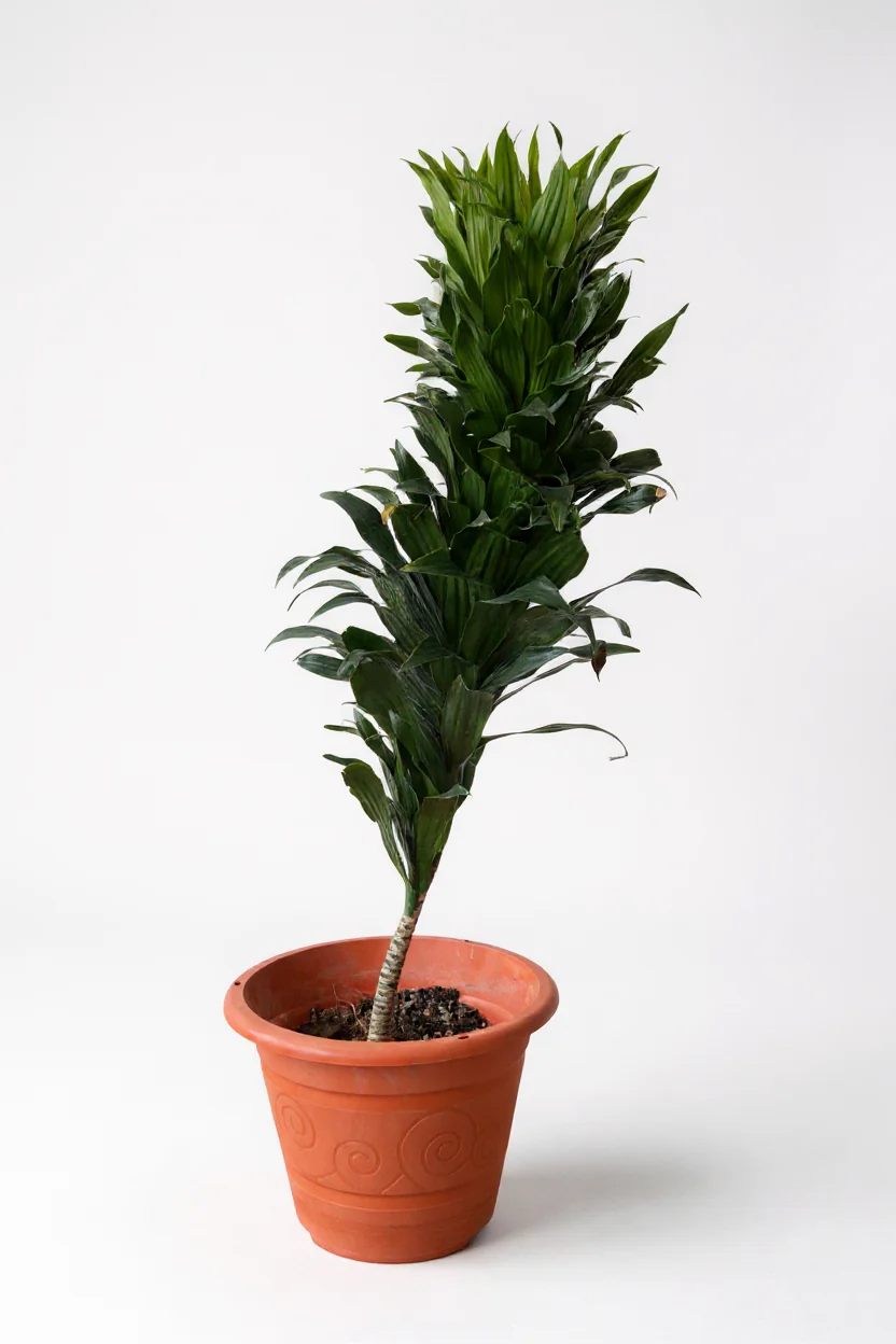 Dracaena Compacta - Image 7