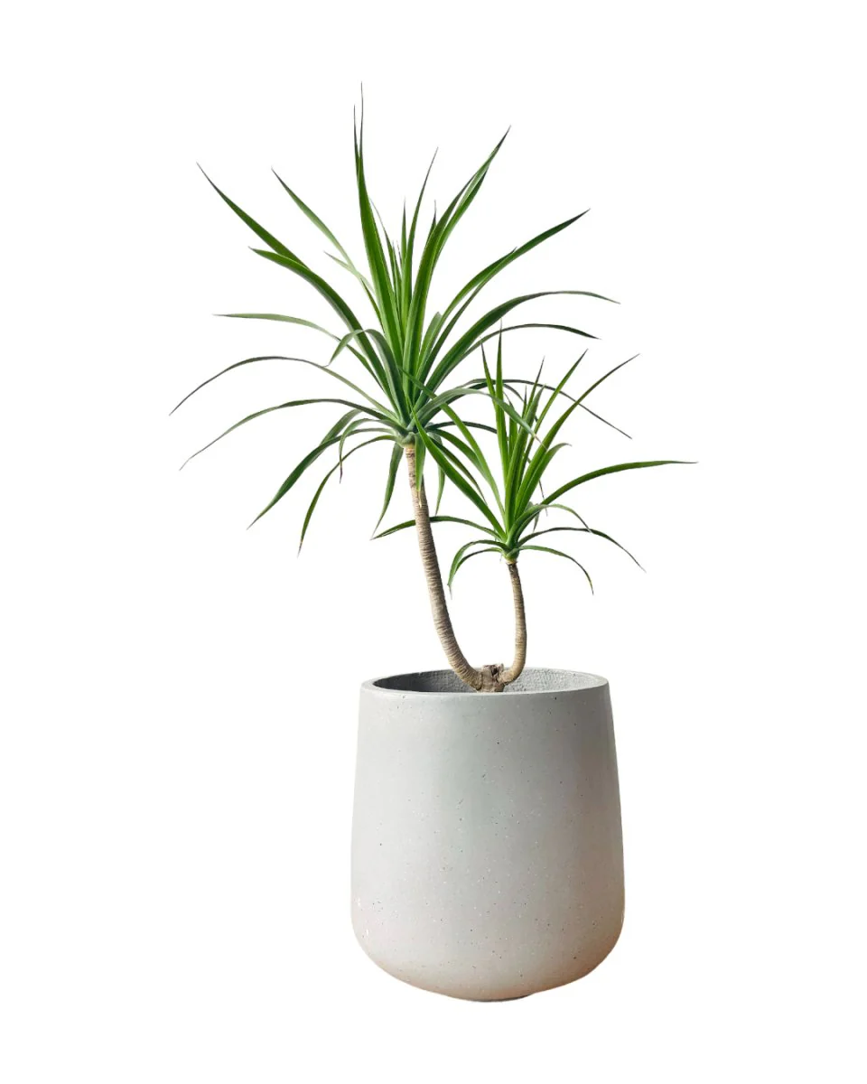 Dracaena Draco (single stem/head) - Image 7