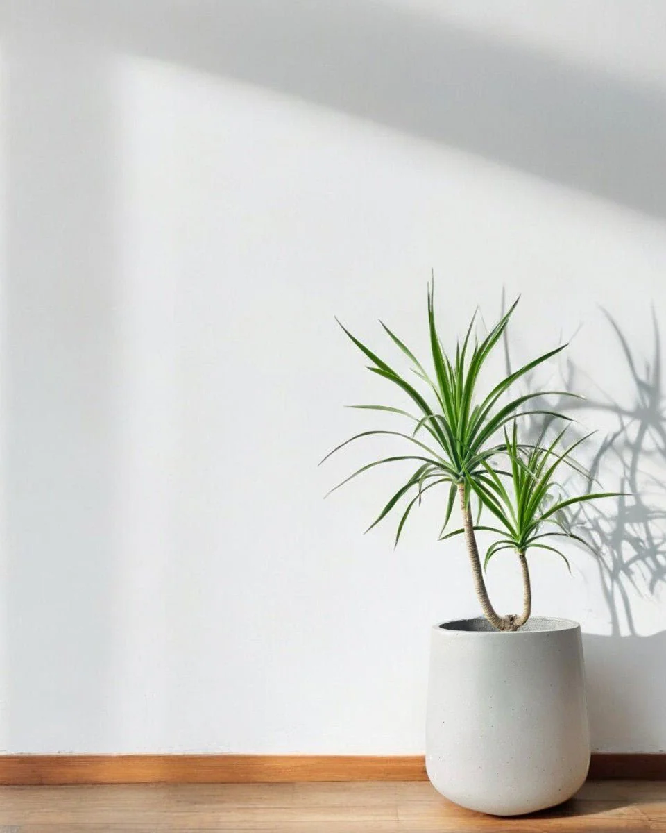Dracaena Draco (single stem/head) - Image 8