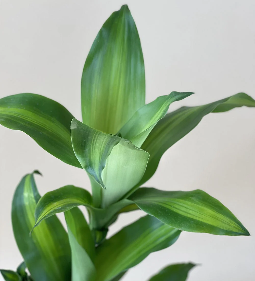 Dracaena Fragrans (Iron Tree) Baby - Image 10
