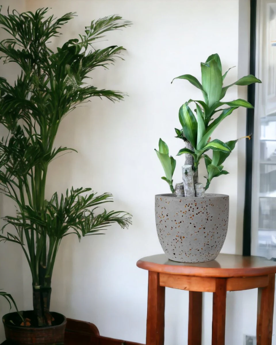 Dracaena Fragrans (Iron Tree) Baby - Image 11