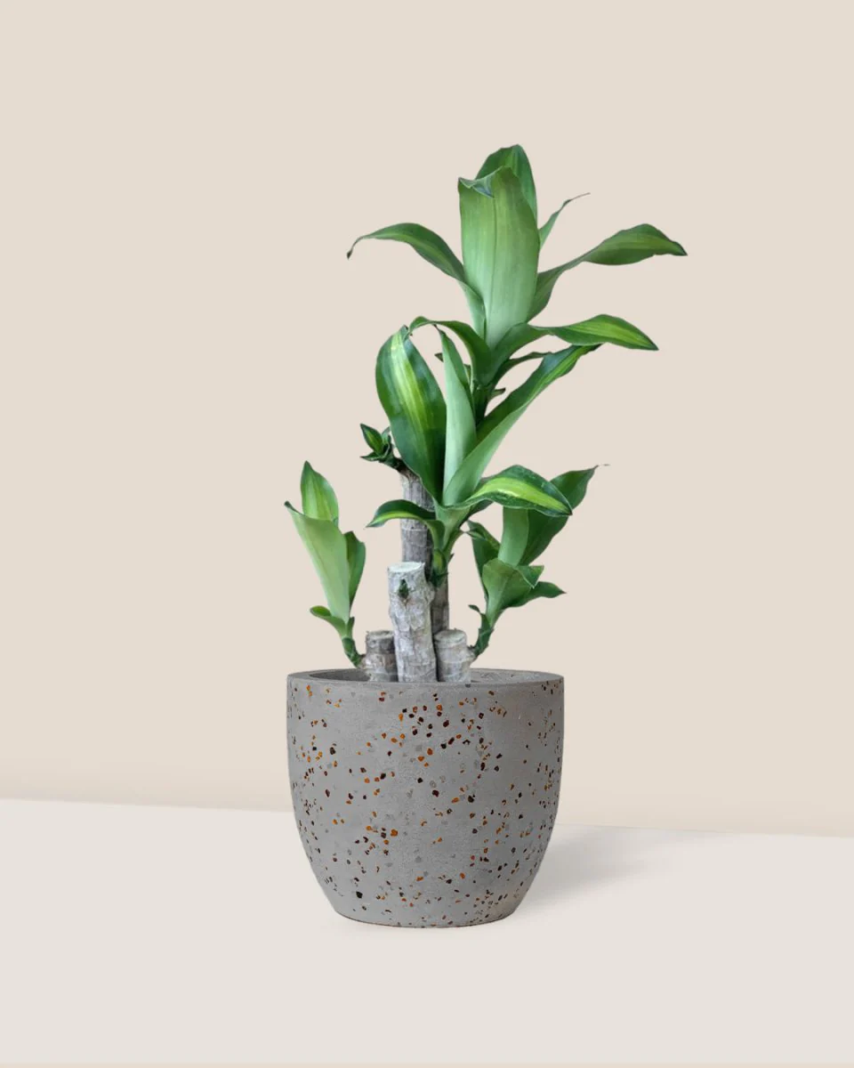 Dracaena Fragrans (Iron Tree) Baby - Image 12