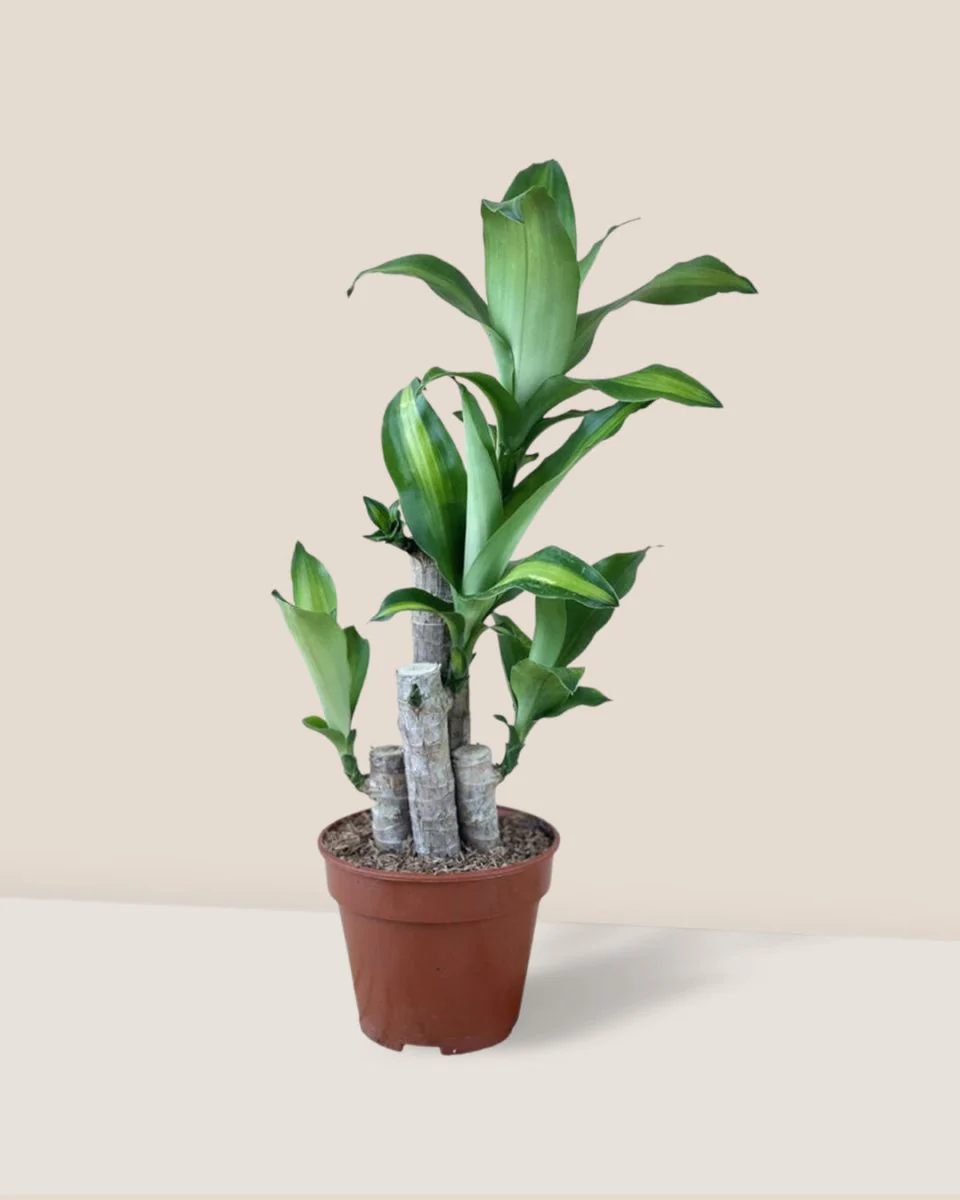 Dracaena Fragrans (Iron Tree) Baby - Image 13