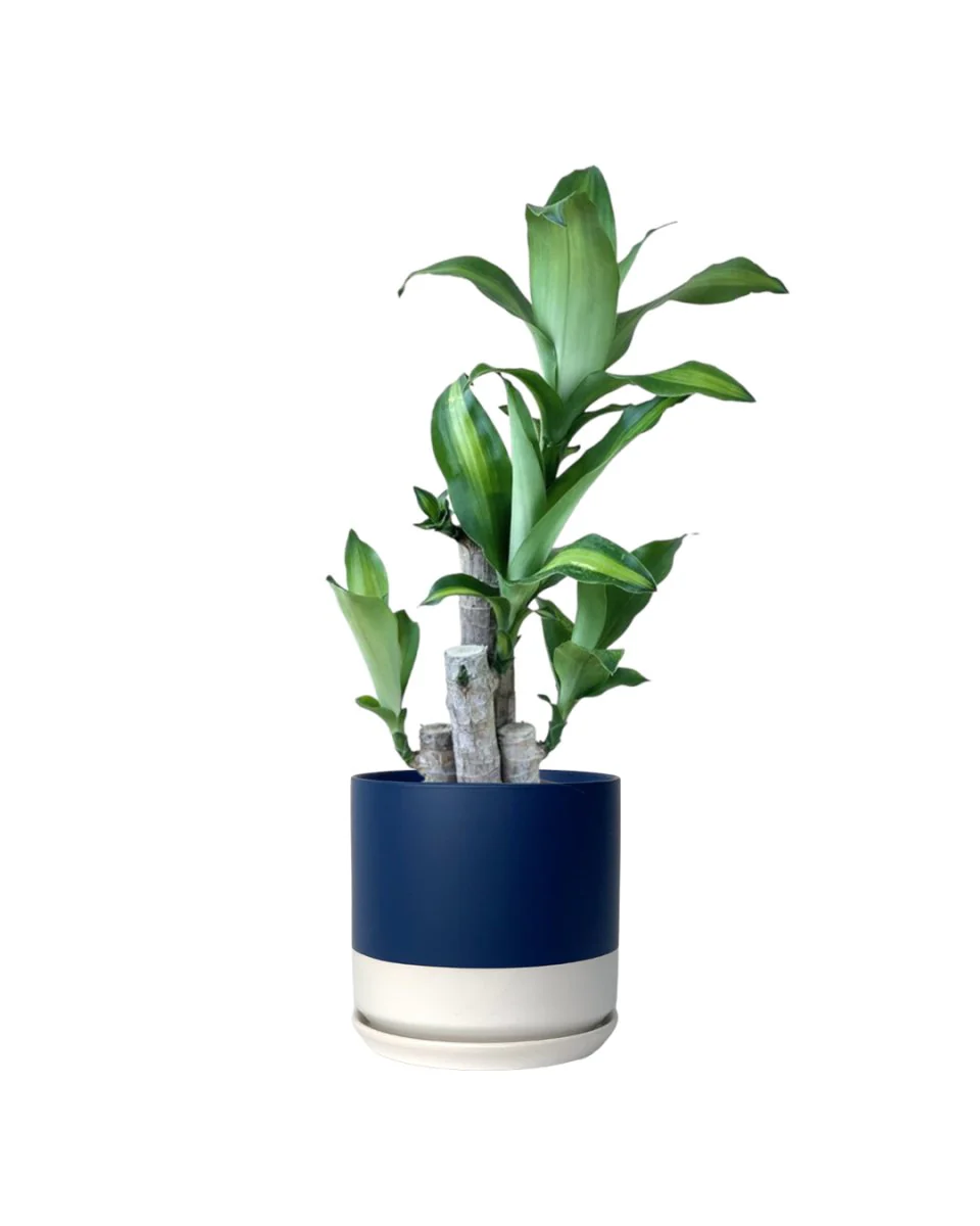 Dracaena Fragrans (Iron Tree) Baby - Image 14