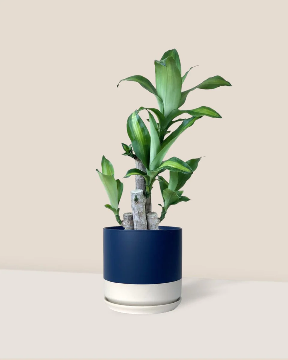 Dracaena Fragrans (Iron Tree) Baby - Image 15
