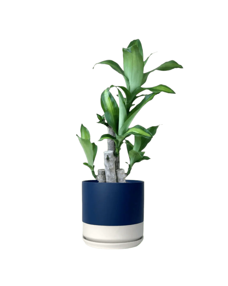 Dracaena Fragrans (Iron Tree) Baby - Image 16