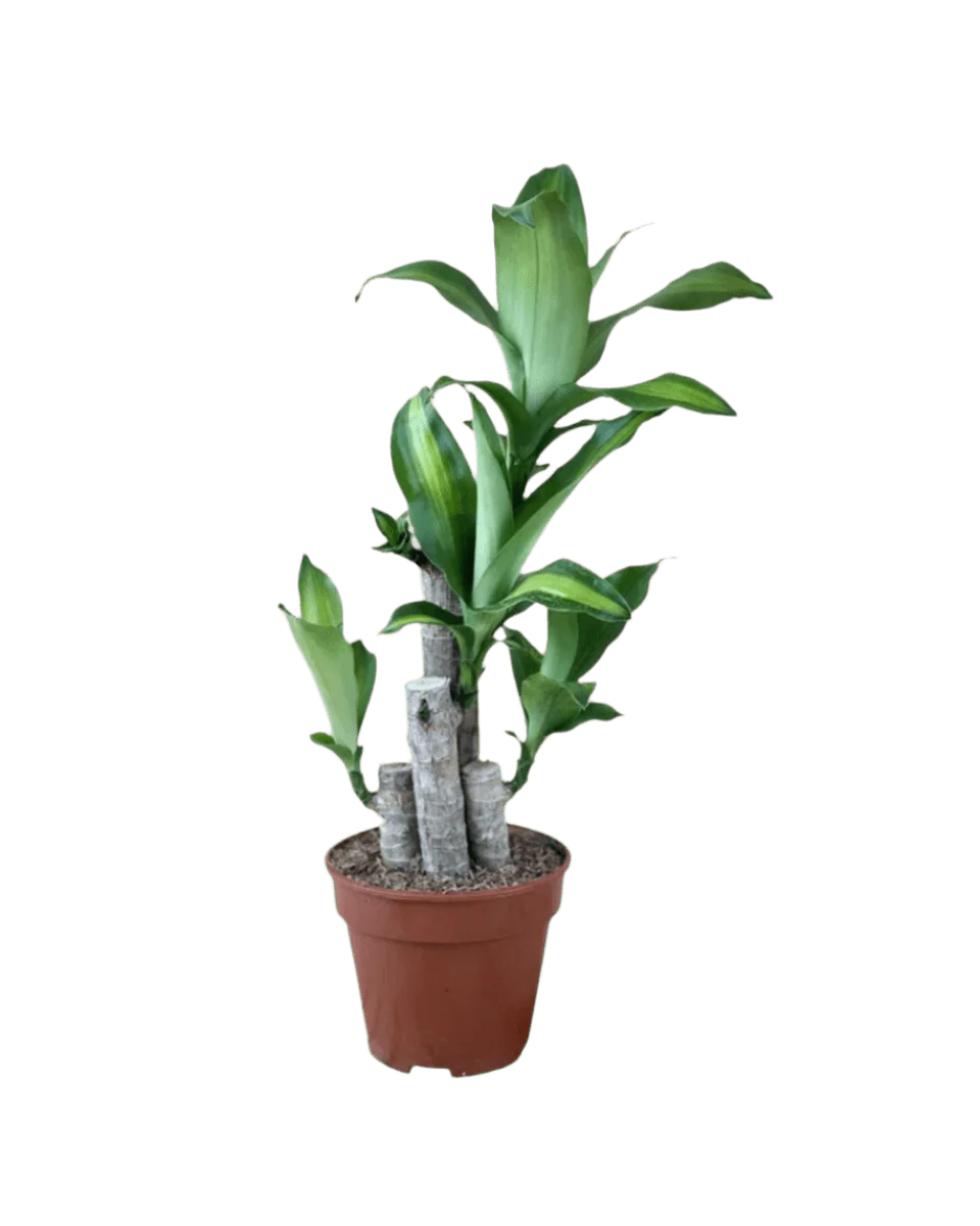 Dracaena Fragrans (Iron Tree) Baby - Image 17