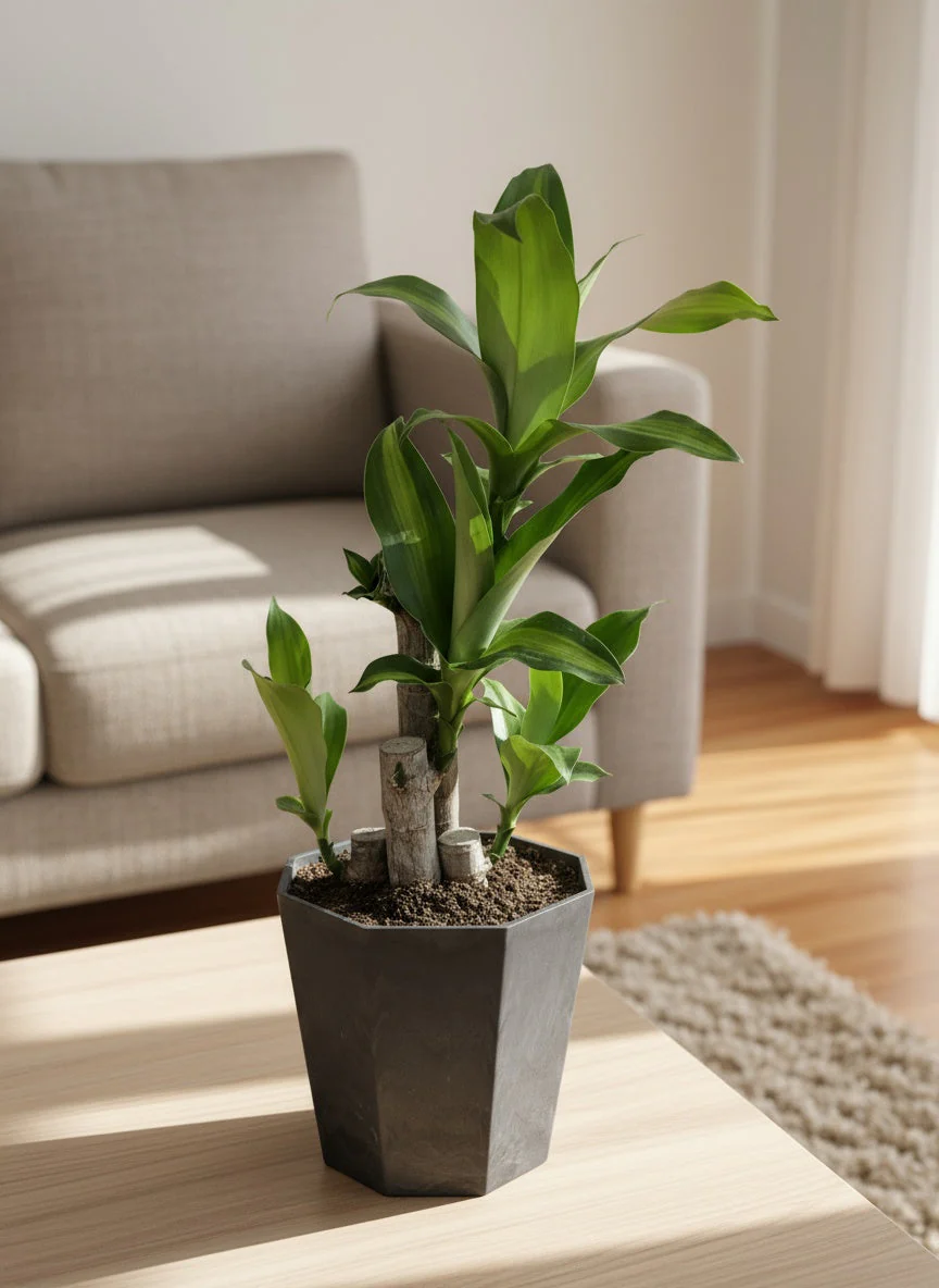 Dracaena Fragrans (Iron Tree) Baby - Image 4