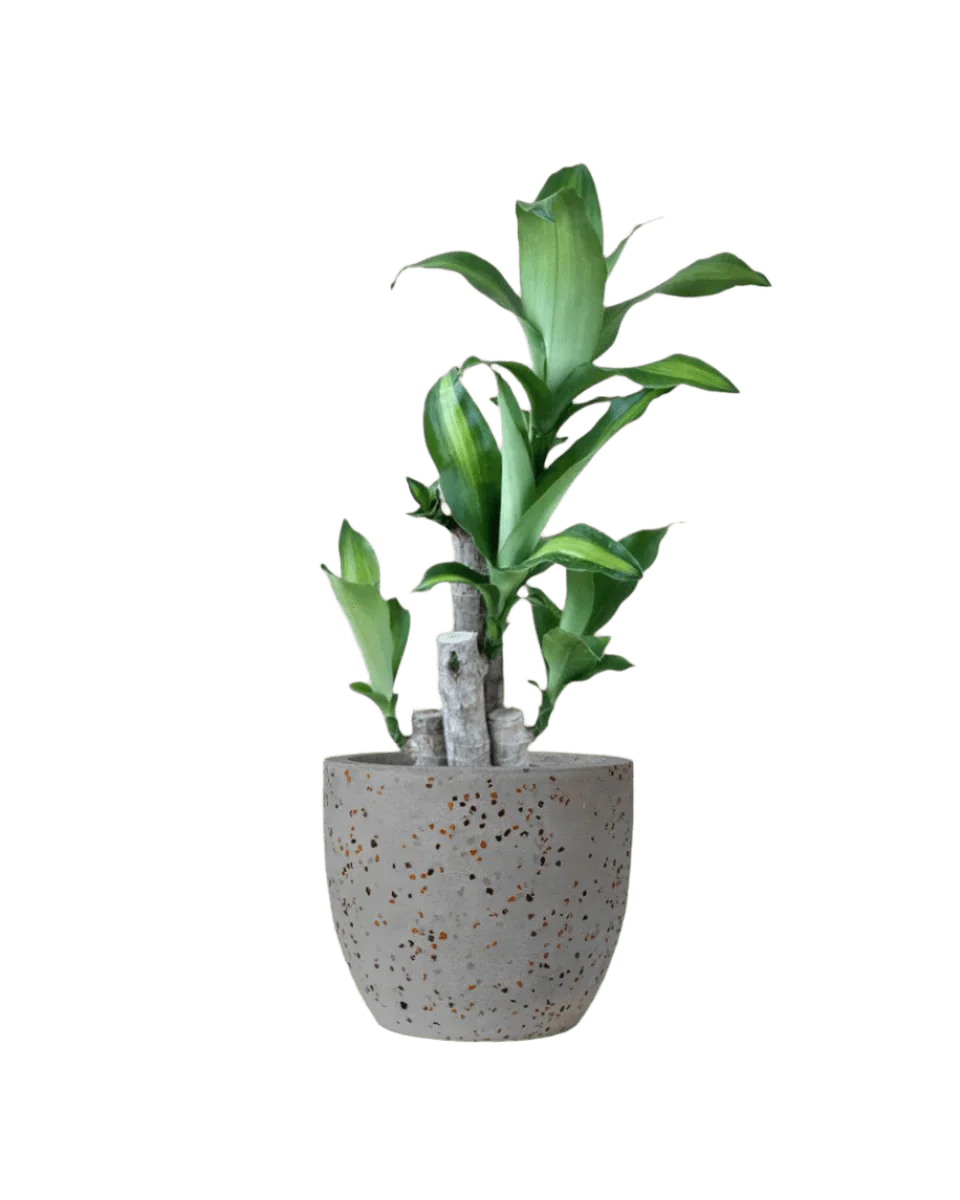 Dracaena Fragrans (Iron Tree) Baby - Image 5