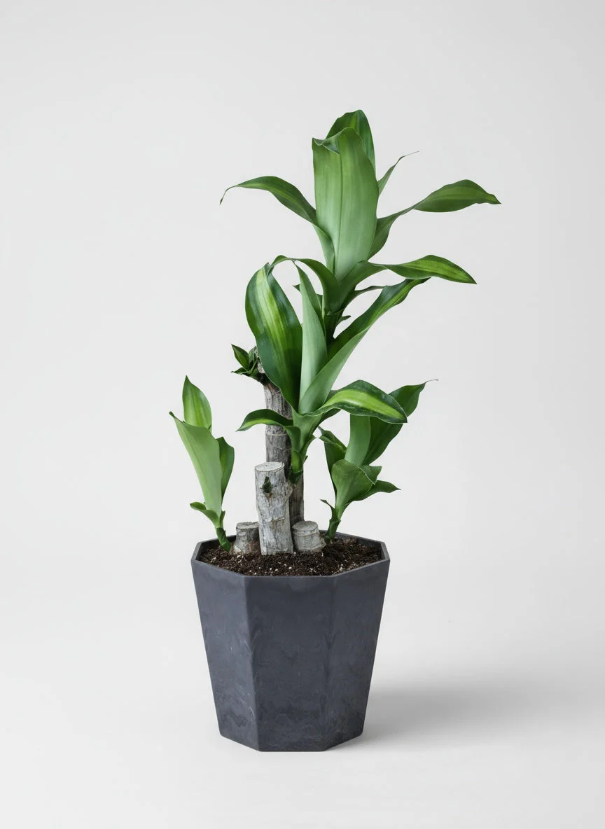 Dracaena Fragrans (Iron Tree) Baby - Image 7