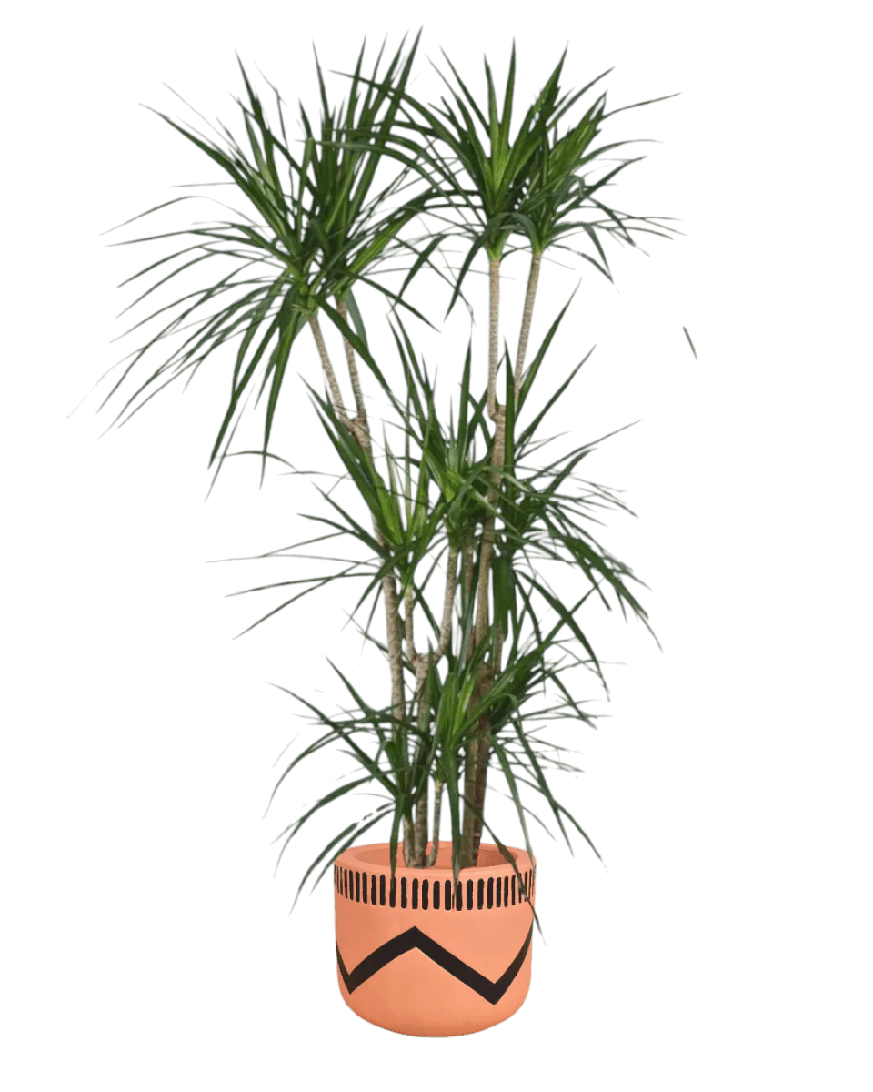 Dracaena Marginata - Image 10