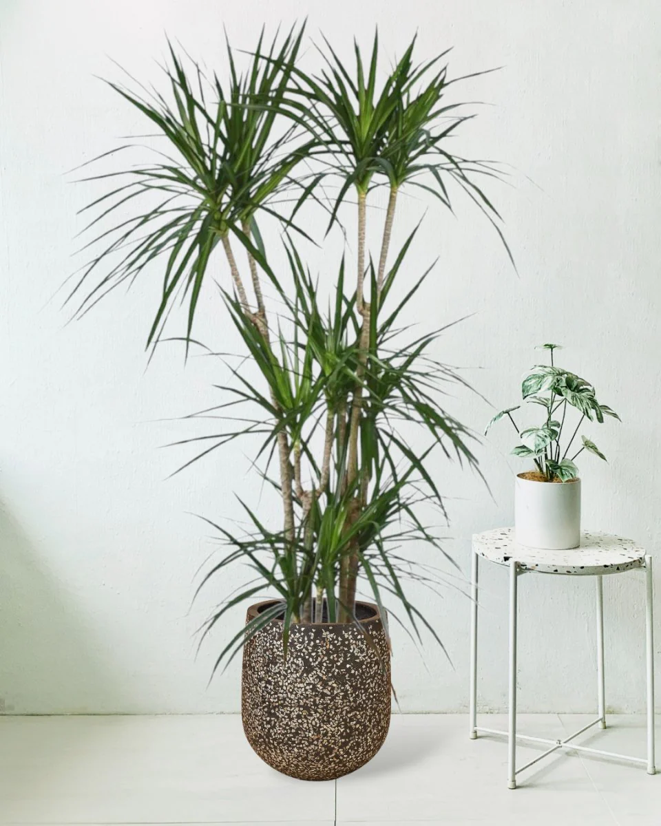 Dracaena Marginata - Image 3