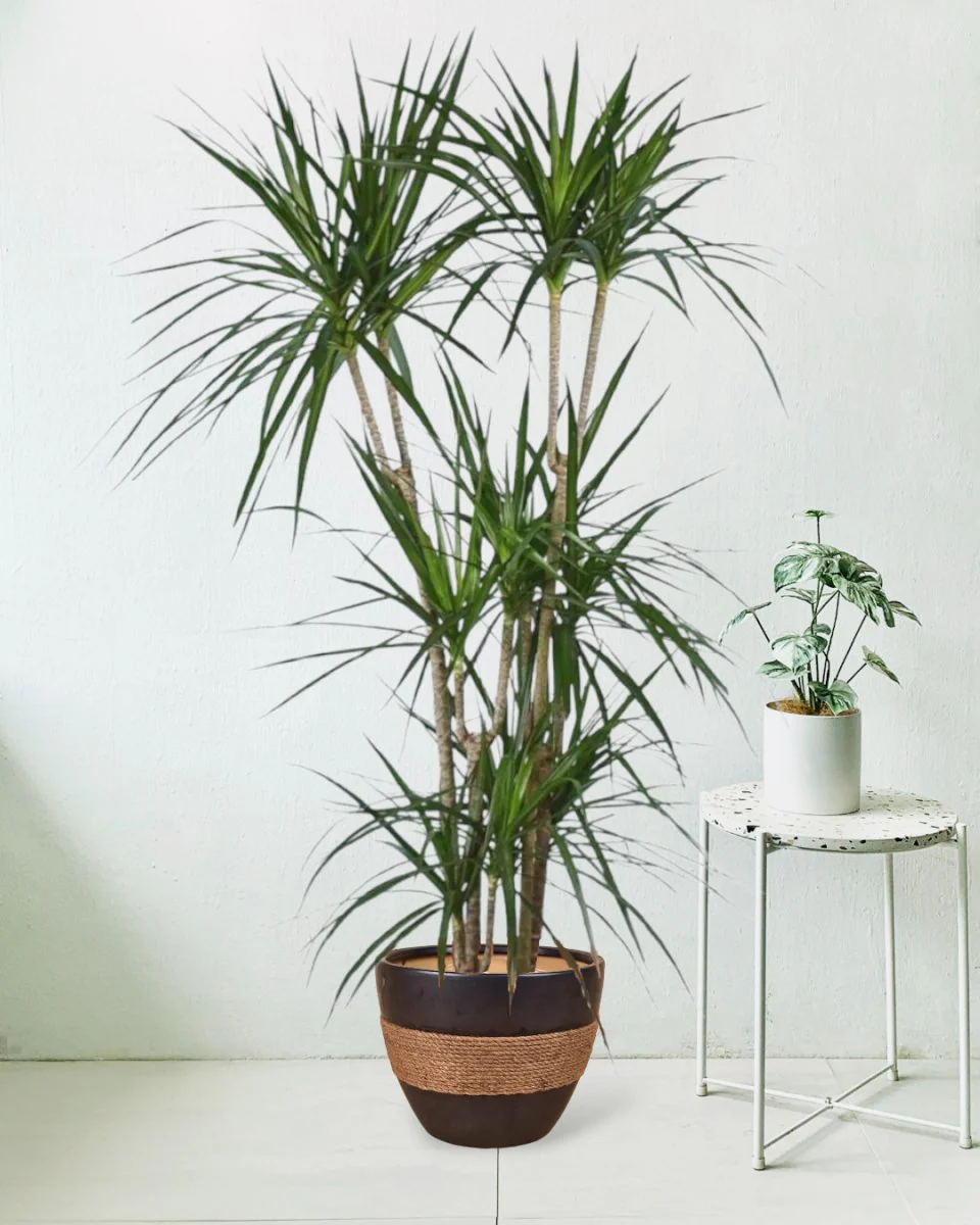 Dracaena Marginata - Image 4