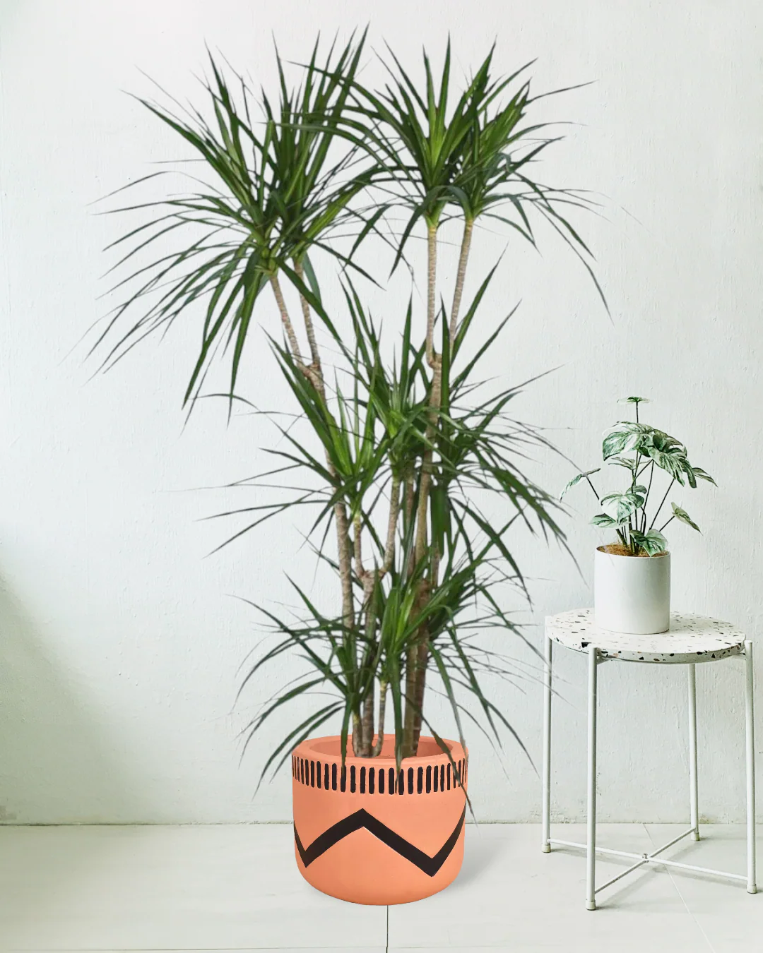 Dracaena Marginata - Image 5