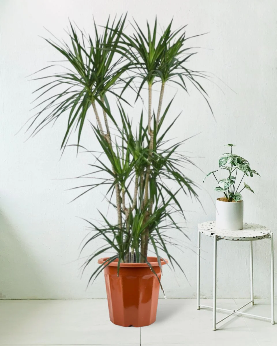 Dracaena Marginata - Image 6
