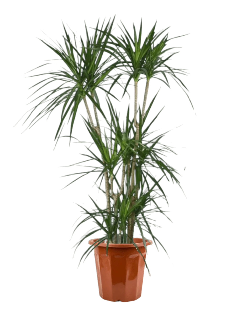 Dracaena Marginata - Image 7