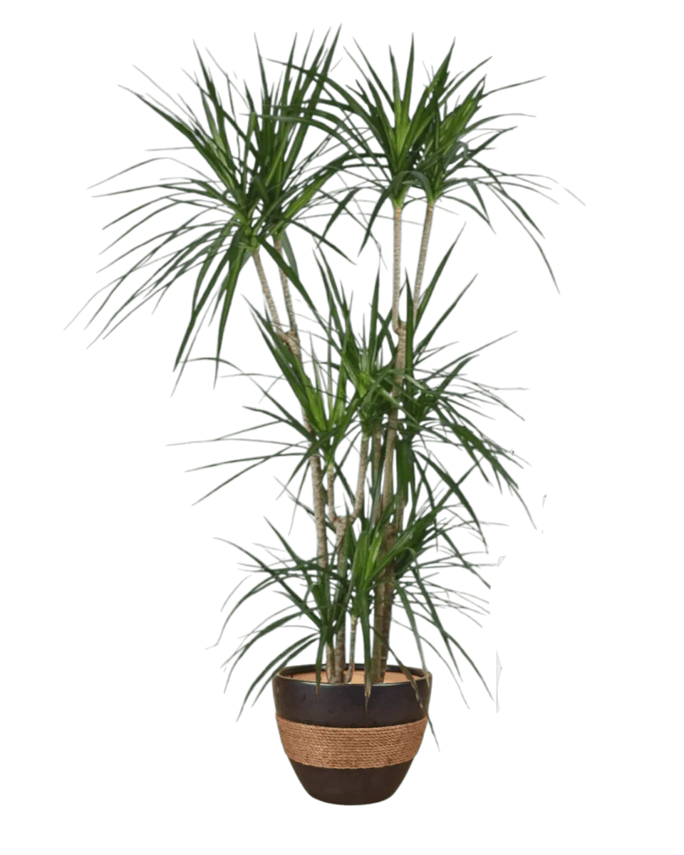 Dracaena Marginata - Image 8