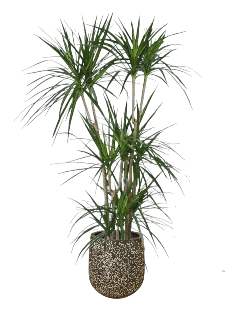 Dracaena Marginata - Image 9