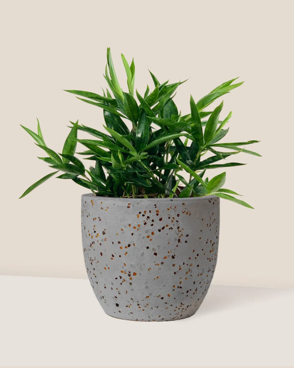 Dracaena Surculosa - Japanese Bamboo - Image 10