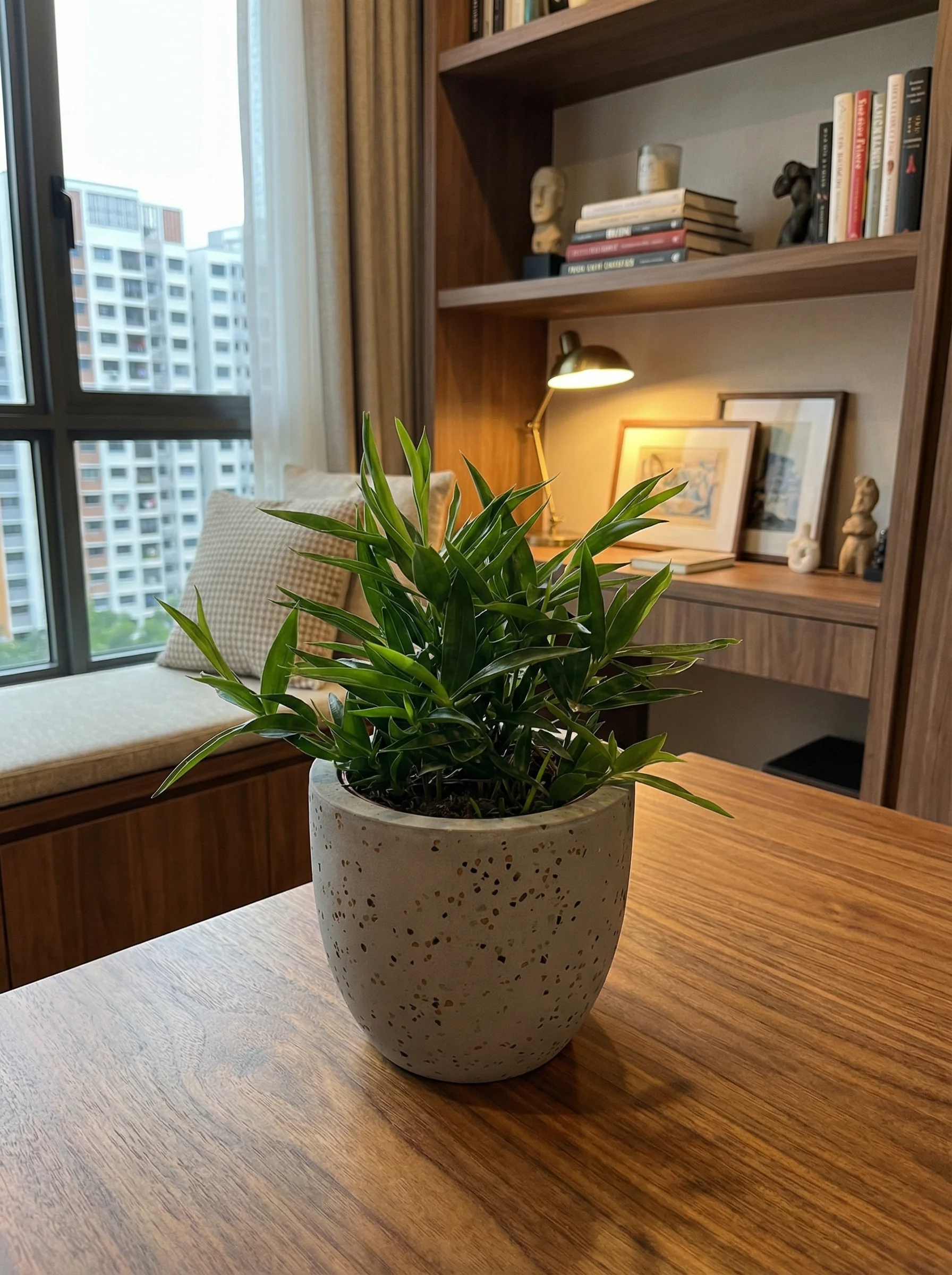 Dracaena Surculosa - Japanese Bamboo - Image 4