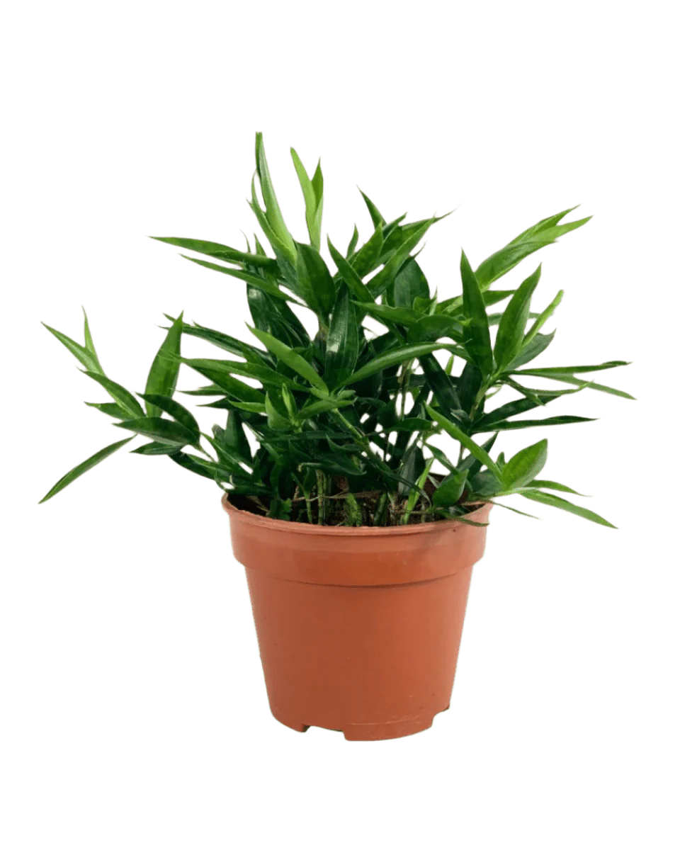 Dracaena Surculosa - Japanese Bamboo - Image 7