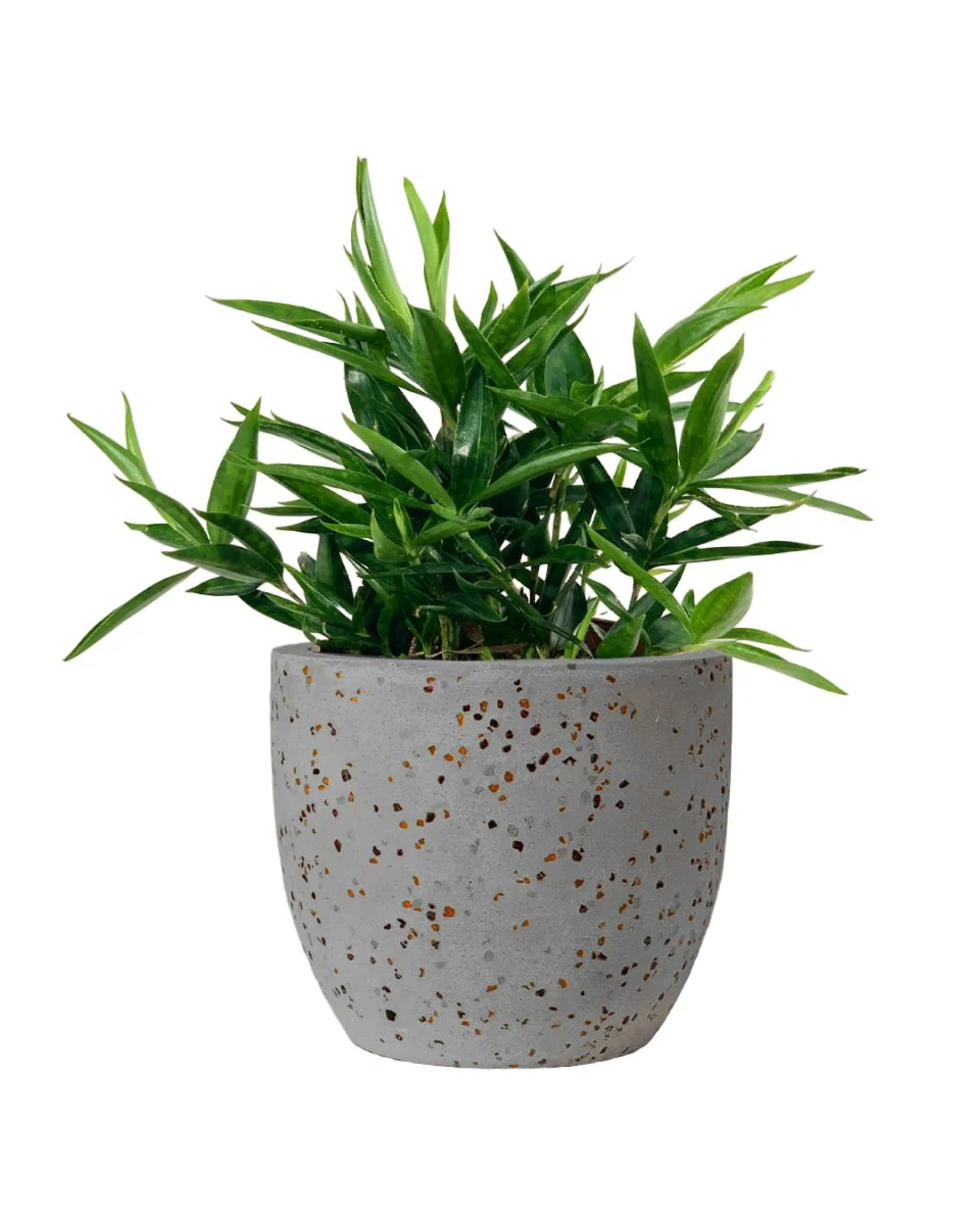 Dracaena Surculosa - Japanese Bamboo - Image 8