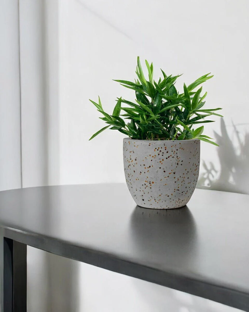 Dracaena Surculosa - Japanese Bamboo - Image 9