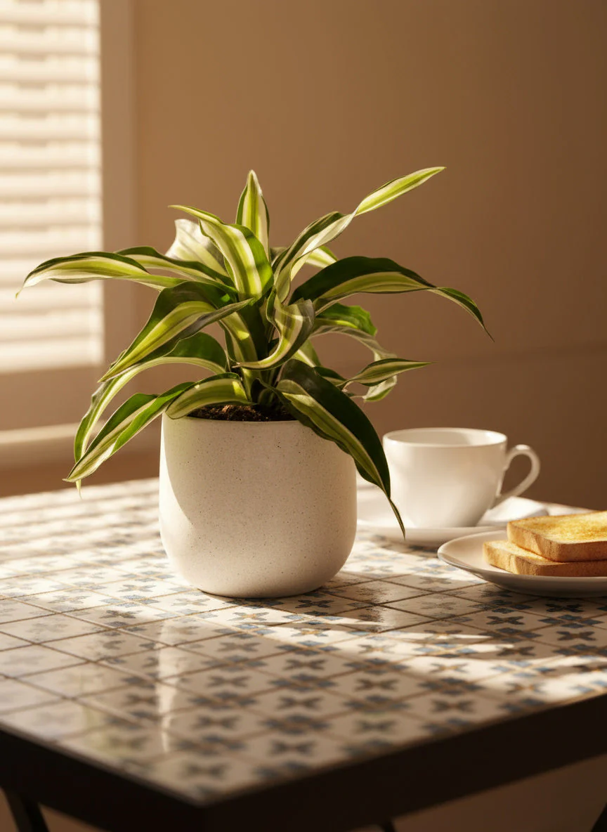 Dracaena Surprise