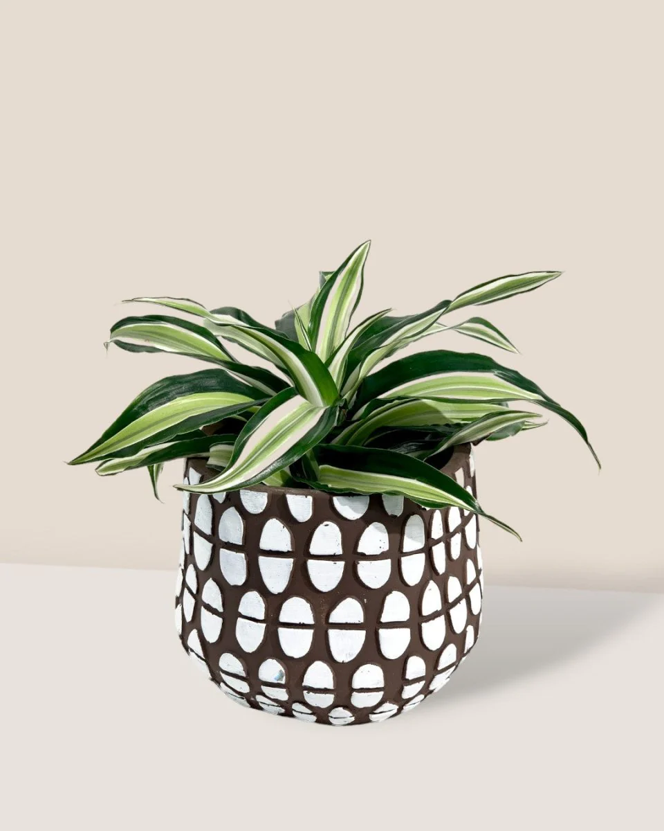 Dracaena Surprise - Image 10