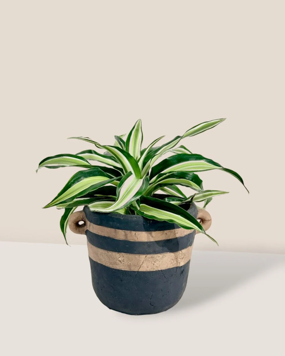 Dracaena Surprise - Image 11