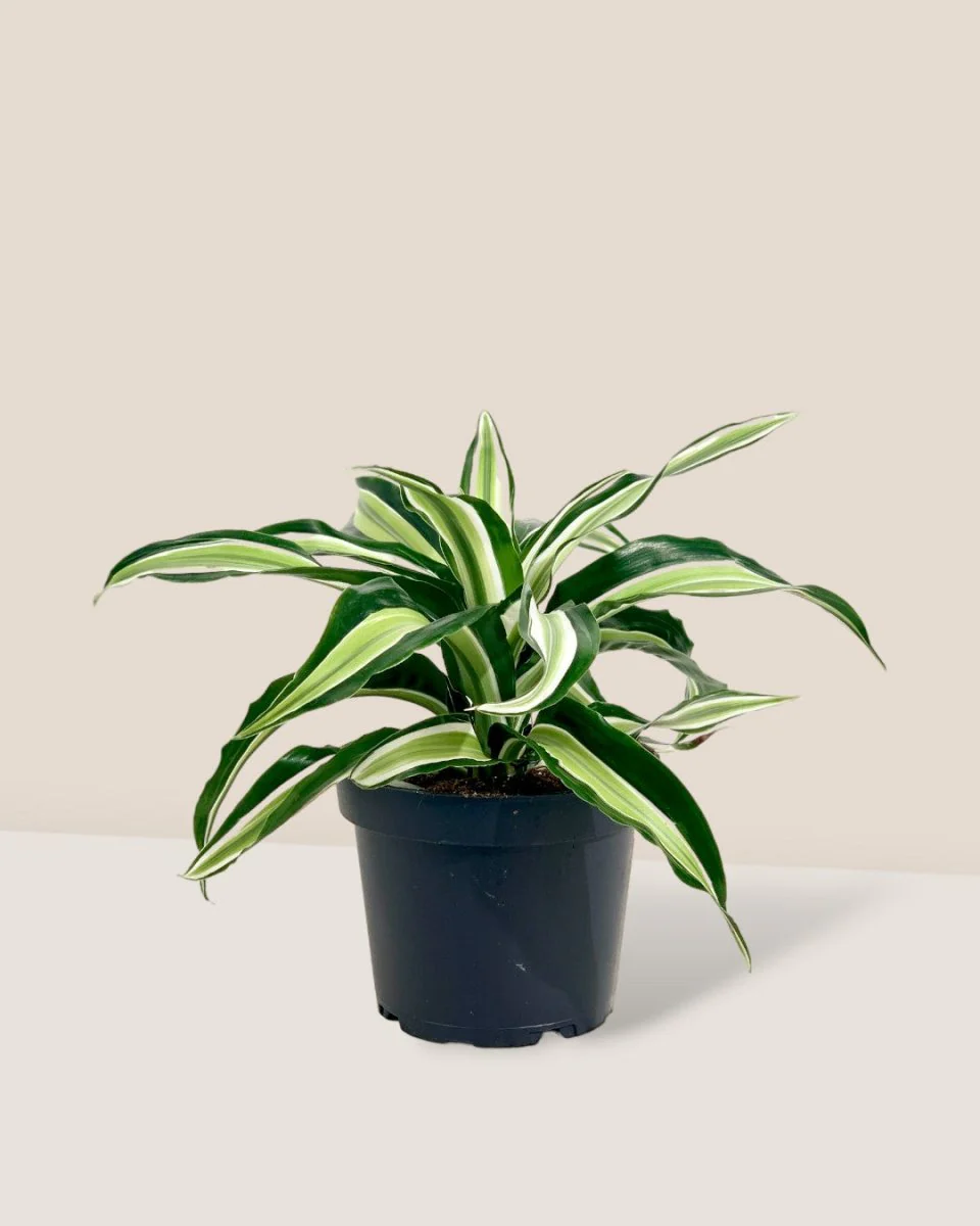 Dracaena Surprise - Image 12