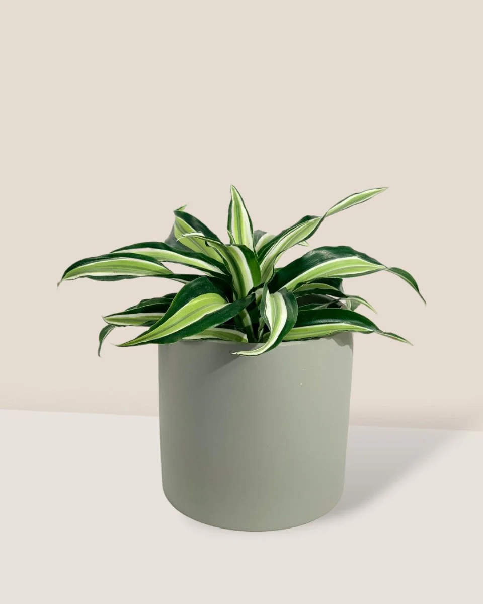 Dracaena Surprise - Image 13