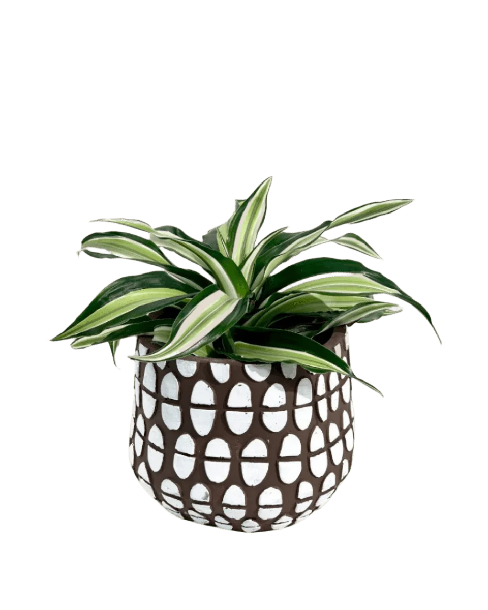 Dracaena Surprise - Image 14